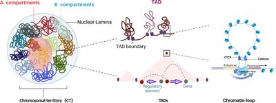 3D genome organization and epigenetic regulation in autoimmune diseases